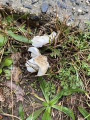 Leucocoprinus cepistipes