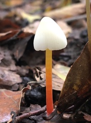 Mycena crocata