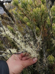 Usnea barbata