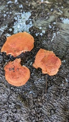 Trametes coccinea