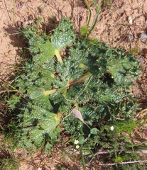 Arctopus monacanthus