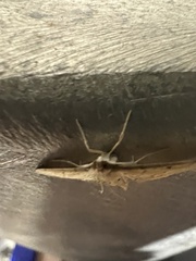 Herpetogramma bipunctalis