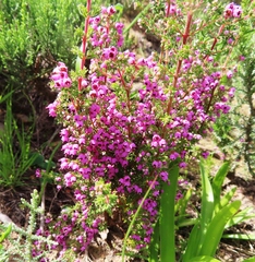 Erica bicolor
