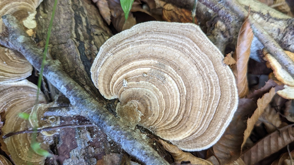 Trametes betulina · October 2022 · photo: © atsushi_nakajima_cirque (iNaturalist, cc-by)
