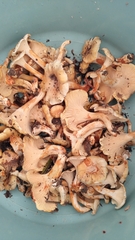 Cantharellus pallens