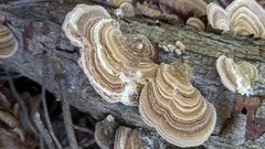 Trametes betulina