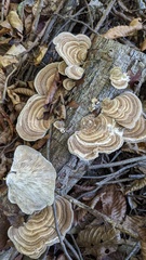 Trametes betulina