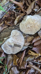 Trametes betulina