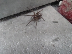 Tegenaria domestica