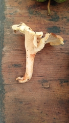 Cantharellus pallens