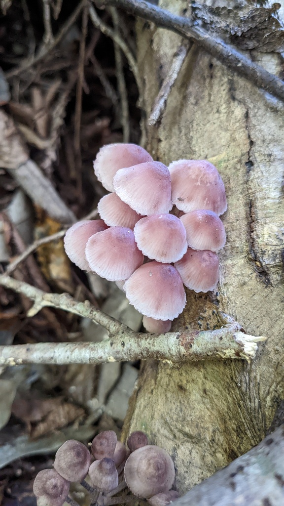 Mycena haematopus · October 2022 · photo: © atsushi_nakajima_cirque (iNaturalist, cc-by)