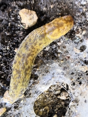 Limacus