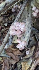 Mycena haematopus