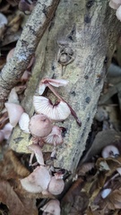 Mycena haematopus