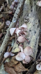 Mycena haematopus