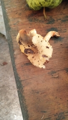 Cantharellus pallens