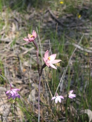 Thelymitra luteocilium