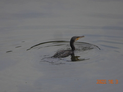 Phalacrocorax