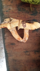 Cantharellus pallens