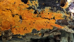 Hydnophlebia chrysorhiza
