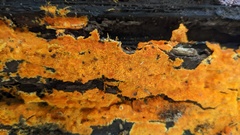 Hydnophlebia chrysorhiza