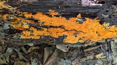 Hydnophlebia chrysorhiza