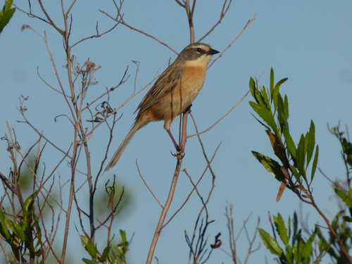Long-tailed Reed Finch (Donacospiza albifrons), photo 5