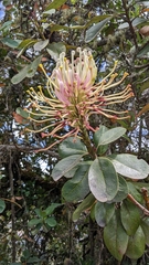 Oreocallis grandiflora
