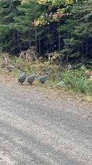 Numida meleagris domesticus