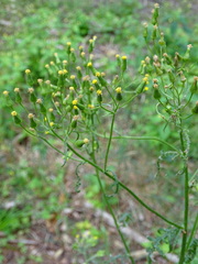 Senecio sylvaticus