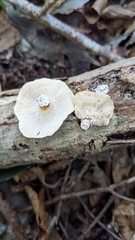 Microporus vernicipes
