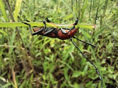 Euryphagus maxillosus