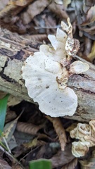 Microporus vernicipes