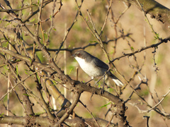 Microspingus melanoleucus