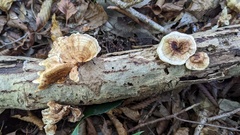 Microporus vernicipes