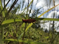 Euryphagus maxillosus