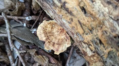 Microporus vernicipes