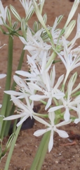 Vagaria parviflora