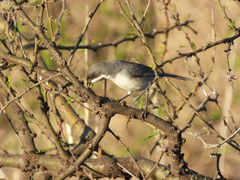 Microspingus melanoleucus