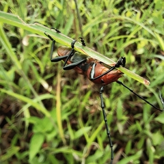 Euryphagus maxillosus