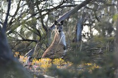 Osphranter robustus erubescens