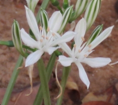 Vagaria parviflora