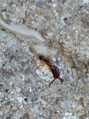 Forficula auricularia
