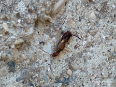 Forficula auricularia