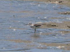 Xenus cinereus