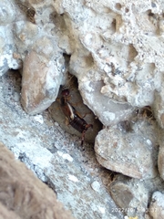 Forficula auricularia