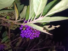 Callicarpa