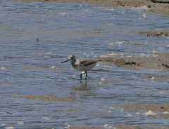 Xenus cinereus