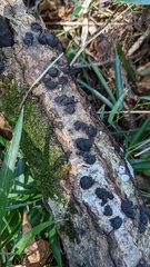 Annulohypoxylon truncatum