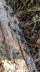 Annulohypoxylon truncatum